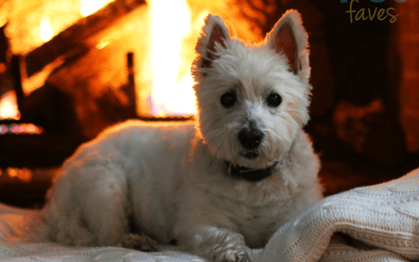 6 Ways to Entertain your Dog During Winter