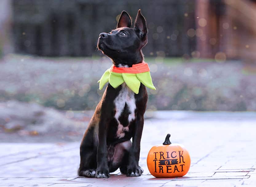 Tips for a Dog Friendly Halloween